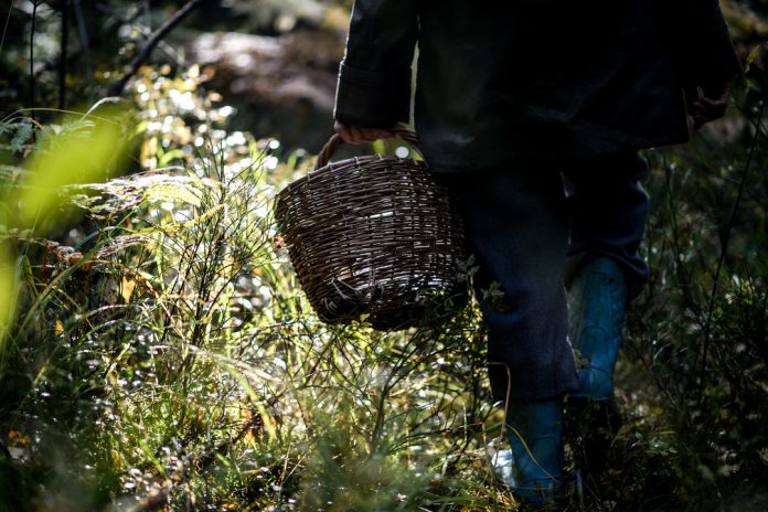Picking mushrooms in Russia's Novgorod Region