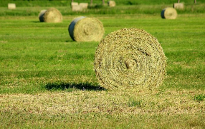 hay-3432417_1280