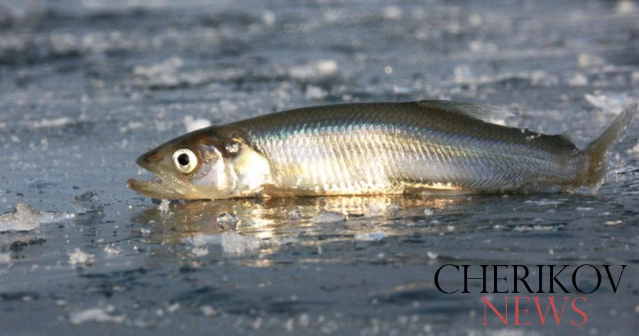 С 15 ноября в Беларуси нельзя будет ловить один из самых лакомых видов рыбы