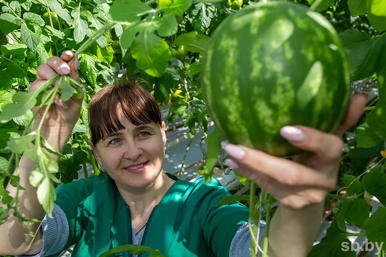 В Могилевской области приступили к посеву арбузов. Фото