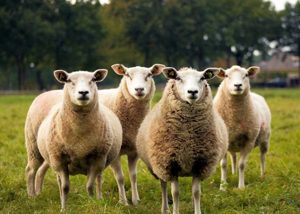Беларусь ограничивает ввоз овец и коз из Ивановской области РФ из-за оспы