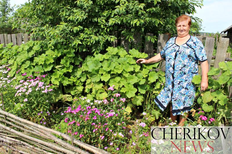 Подворье семьи Космачевых утопает в цветах с ранней весны и до поздней осени