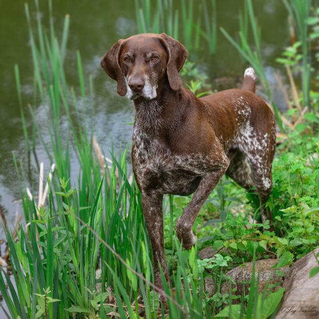 Состязания охотничьих собак пройдут в августе – сентябре в Могилевской области