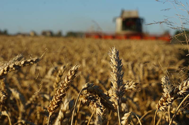 Уборку зерновых завершили в трех районах Могилевской области
