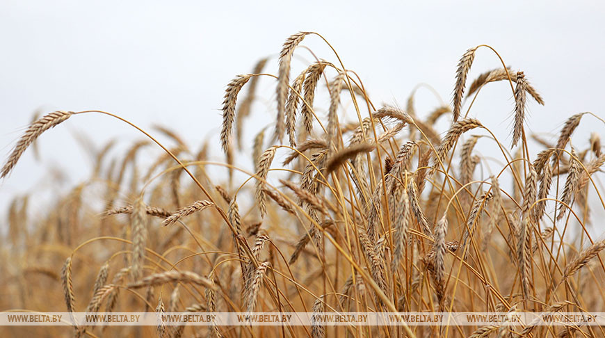 Урожай зерновых на треть больше прошлогоднего – Лукашенко поздравил аграриев Могилевской области