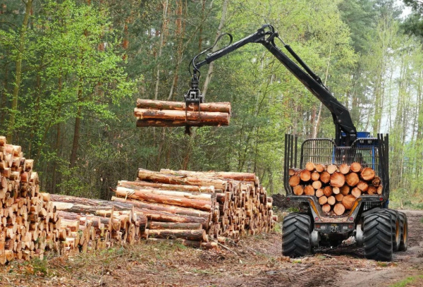 Внесены изменения в правила реализации древесины