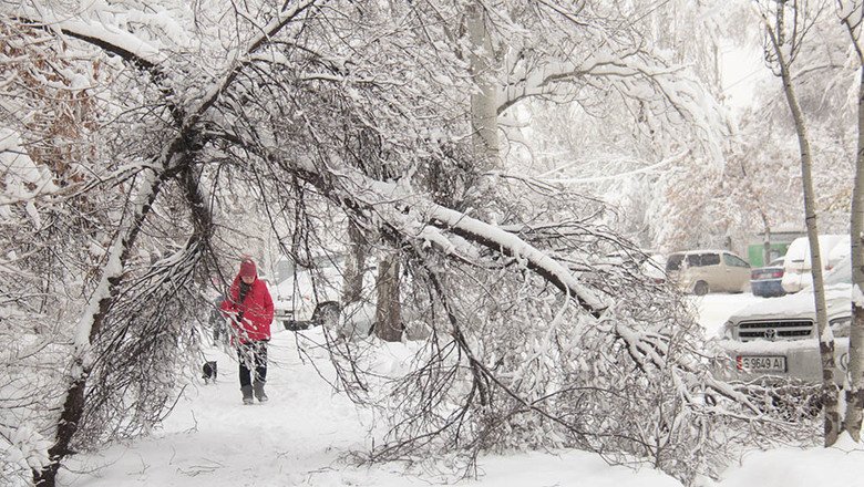 Из-за сильного снега в Могилевской области падали деревья и нарушалось электроснабжение