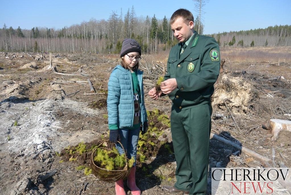 Республиканская акция «Неделя леса-2021» пройдет в Беларуси с 3 по 10 апреля