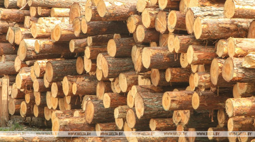 Обновленный порядок заготовки древесины вынесен на общественное обсуждение