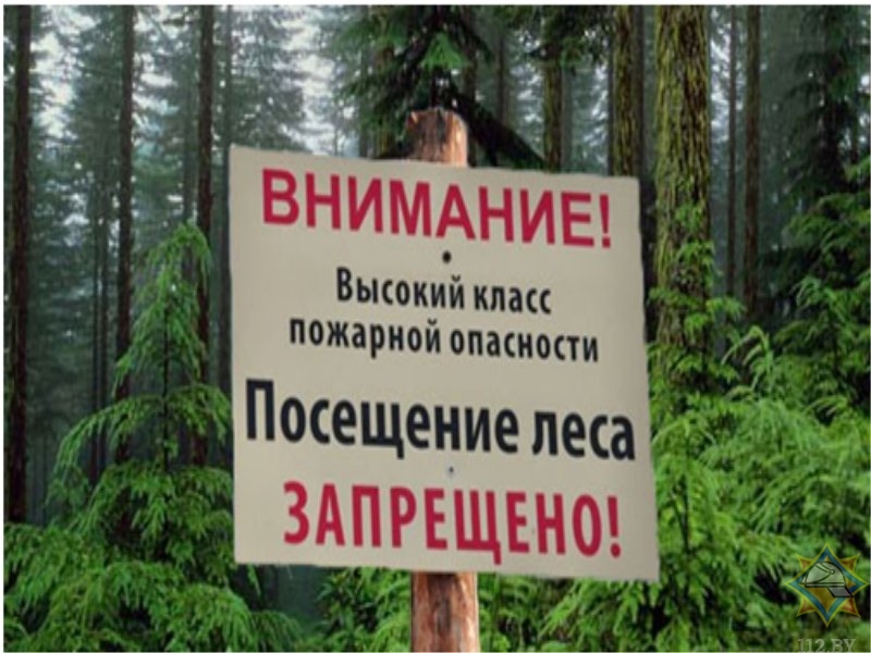 Запреты и ограничения на посещение лесов действуют в 91 районе Беларуси