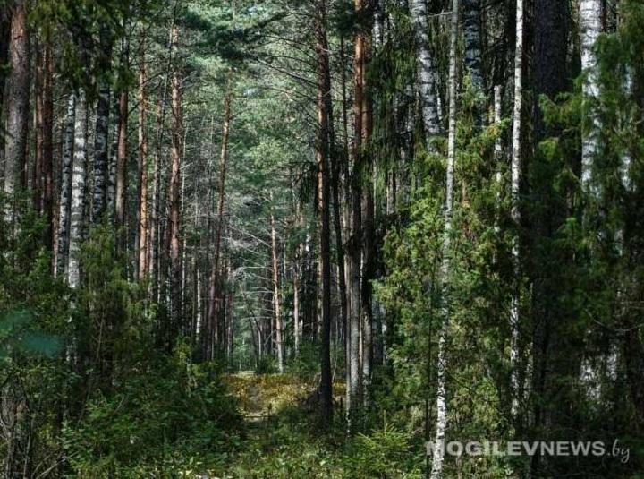 Снят запрет на посещение лесов в Могилевской области