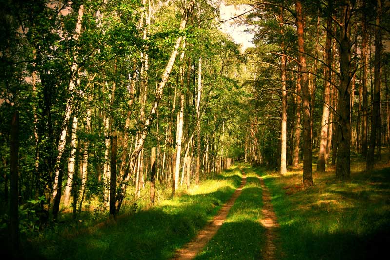 Запрет на посещения лесов остался только в Славгородском районе Могилевщины