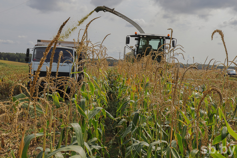 Кукуруза в Могилевской области убрана с более чем 80% площадей