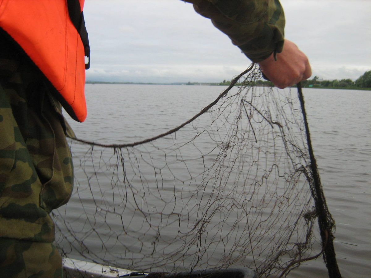 Масштабная кампания по изъятию браконьерских сетей продолжается в Могилевской области