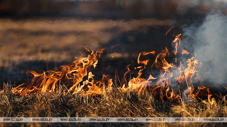 В Беларуси за сутки ликвидировано 14 пожаров травы и кустарников