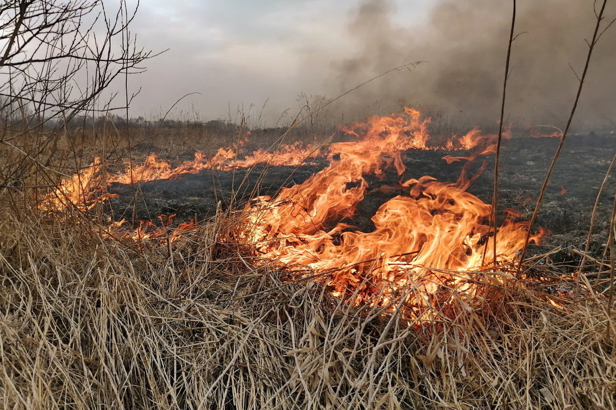 В Могилевской области за сутки произошло более 60 возгораний сухой растительности