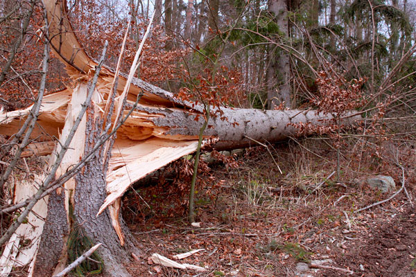 МЧС рекомендует при усилении ветра держаться вдали от шатких конструкций и деревьев