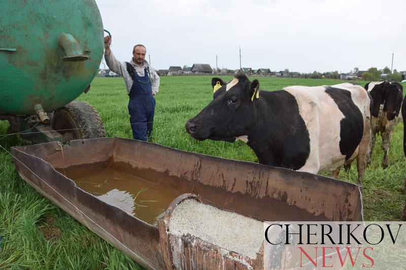 Стада коров сельхозпредприятий района отправлены в поле на витаминный корм