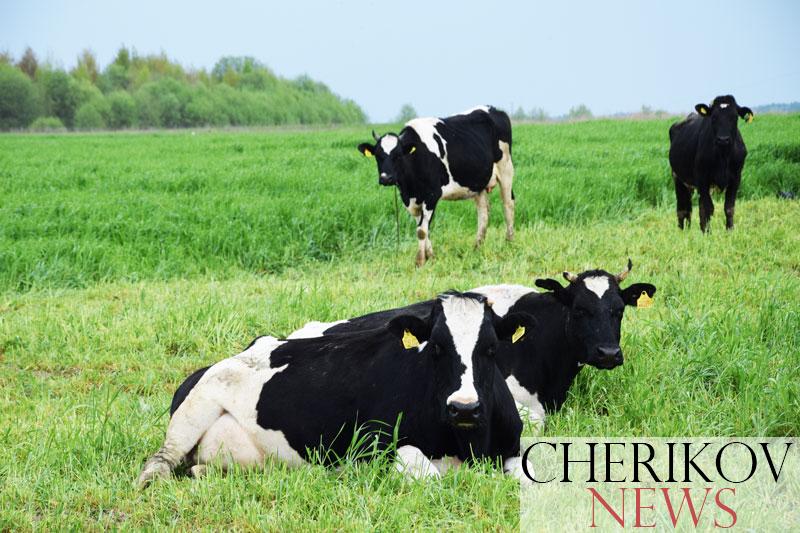 Стада коров сельхозпредприятий района отправлены в поле на витаминный корм