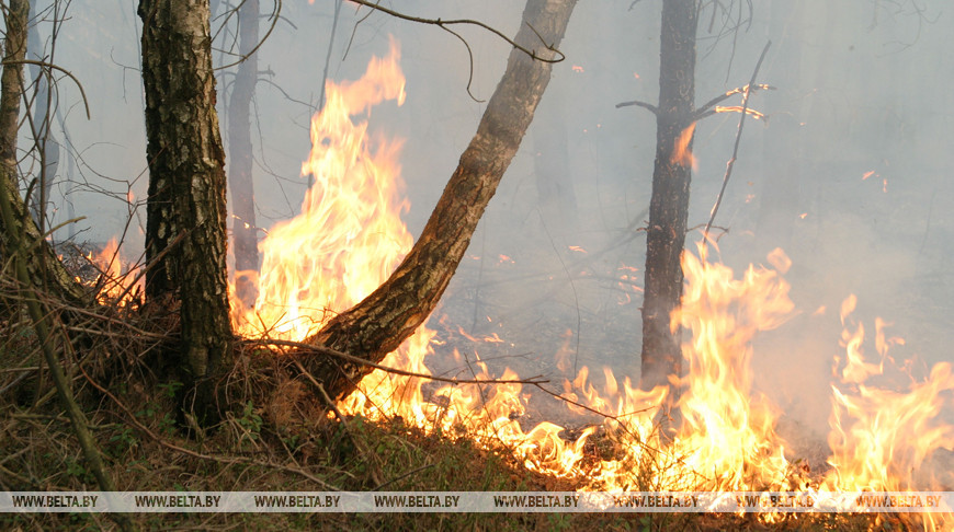 В Беларуси за сутки потушены 3 лесных пожара