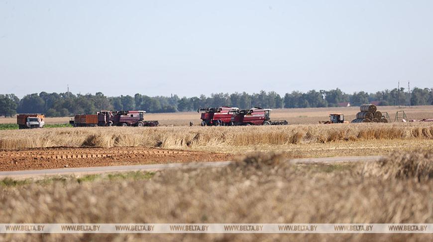 Первый миллион тонн зерна намолочен в Беларуси