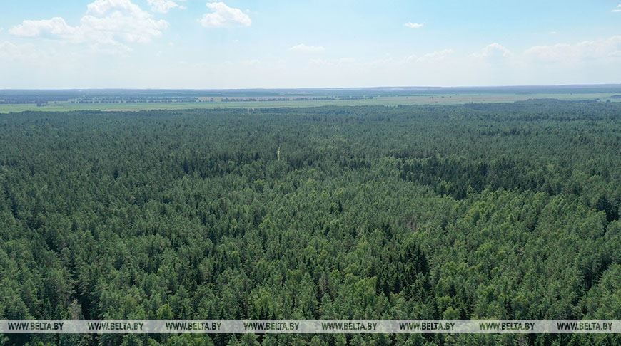 За сутки в лесах Беларуси потерялись три человека