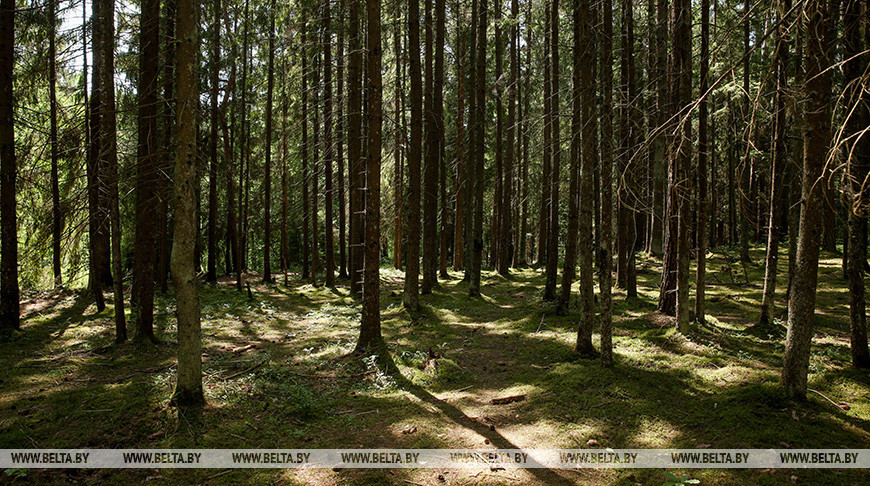 За сутки в лесах Беларуси найдены два человека, поиски еще двоих продолжаются