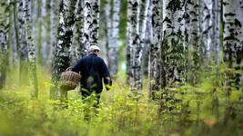 За сутки в лесах Беларуси найдены четыре человека, поиски троих продолжаются