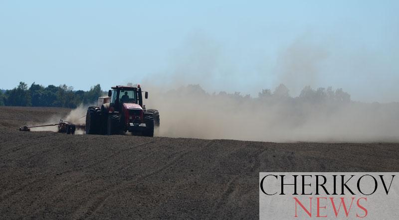 Аграрии Чериковского района посеют озимые зерновые на площади 8 тысяч га