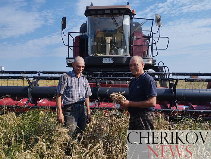 От зари до зари плывут комбайны в поле, словно корабли. На Чериковщине полным ходом идет жатва