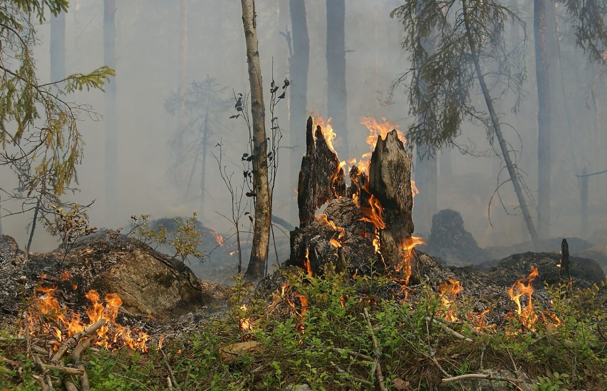 Лесной пожар на площади 2,7 га произошел в Осиповичском лесничестве
