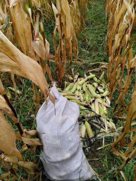 В Климовичском районе пресекли попытку хищения элитного сорта кукурузы