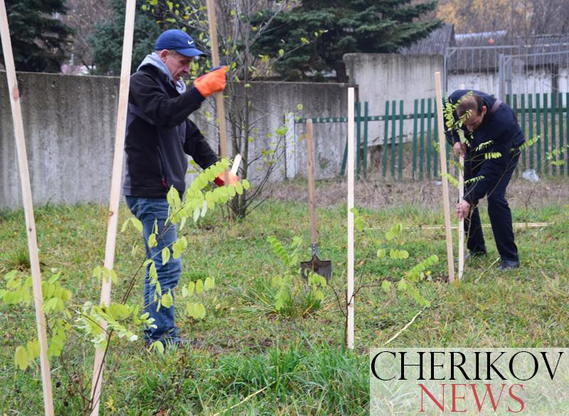 В рамках акции “Дерево героя” в Черикове появилась аллея из акаций