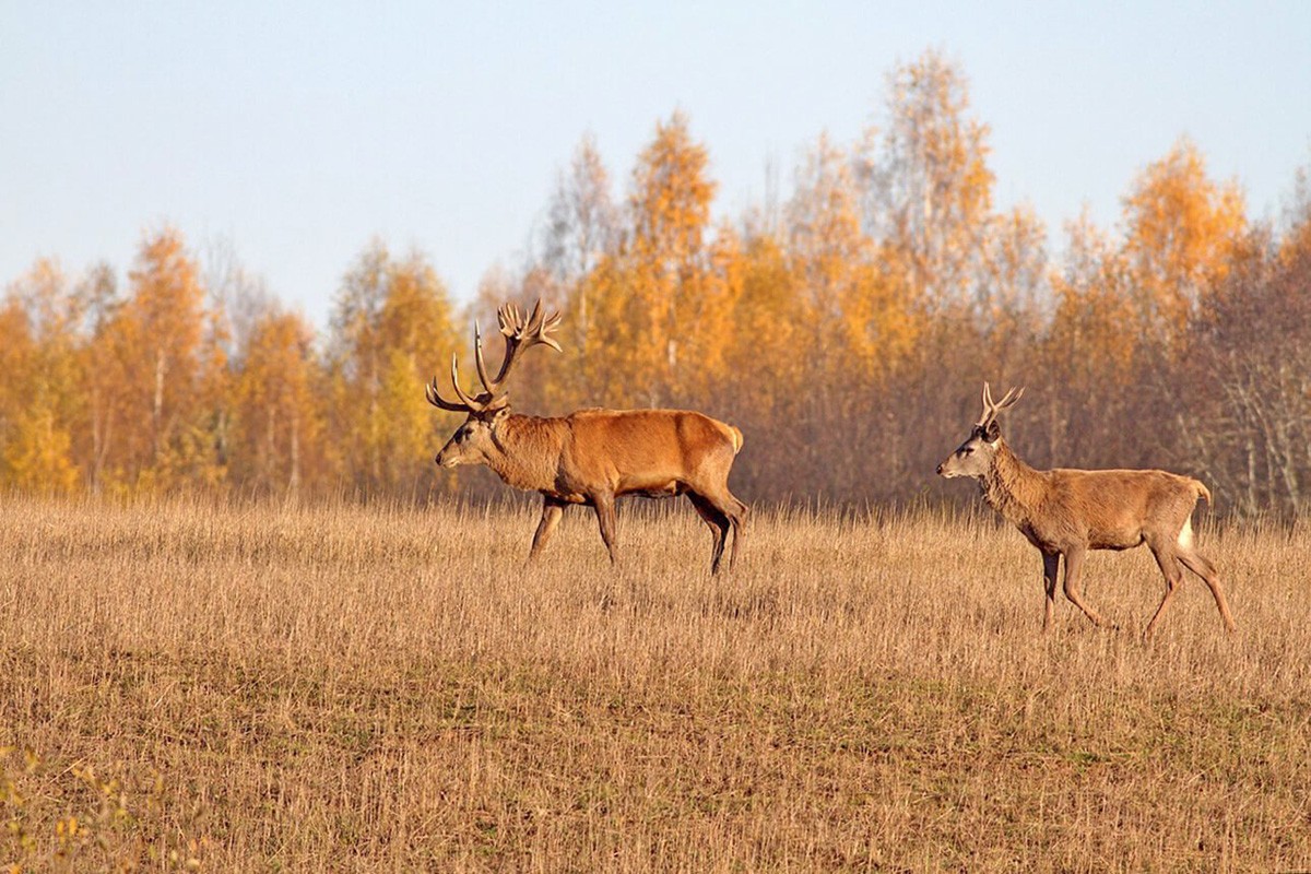 Осенне-зимний сезон охоты на пушных охотничьих животных продлится с 1 октября 2022-го по 29 января 2023 года