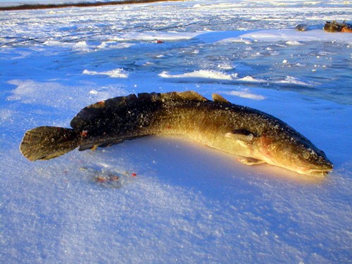 Лов налима в Беларуси запрещается с 25 декабря