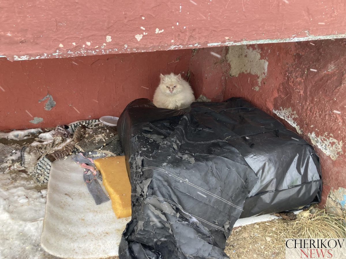 Вред или благо — коты в наших дворах? Рассказываем о проблемах, связанных с бездомными животными