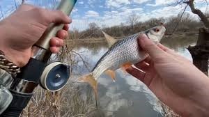 С 1 апреля в Беларуси вводится ограничения на лов рыбы