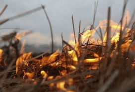 Весенние палы травы – традиция, ведущая к трагедии