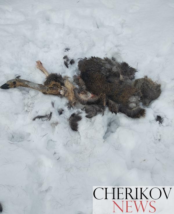 В деревне Щетинка Чериковского района были замечены волки