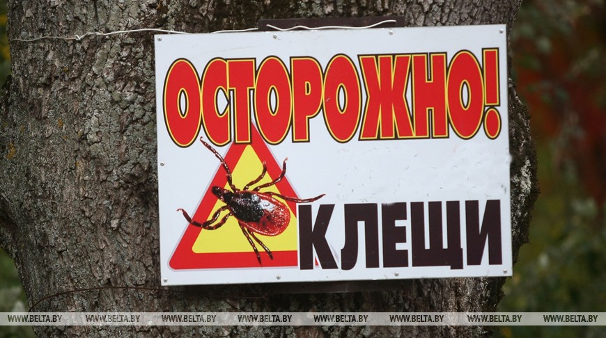 В Могилевской области активизировались клещи: к медикам обратились более 50 пострадавших