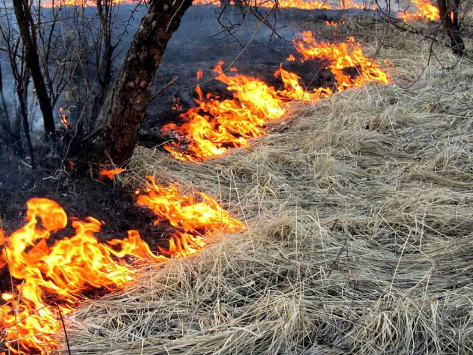 С начала года в Могилевской области произошло 86 пожаров сухой растительности