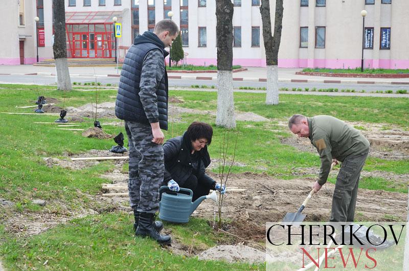 В день республиканского субботника в сквере Памяти и Славы в Черикове высадили туи и липы