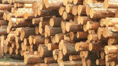В Чериковском районе спасли 3,4 тыс. кубометров леса