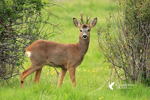 С 15 мая по 30 сентября разрешено охотиться на косулю и оленя пятнистого