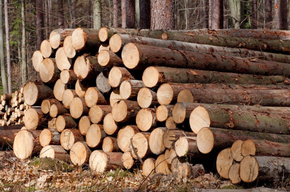 Итоги контроля эффективности работы лесной отрасли региона подведены коллегией КГК Могилевской области