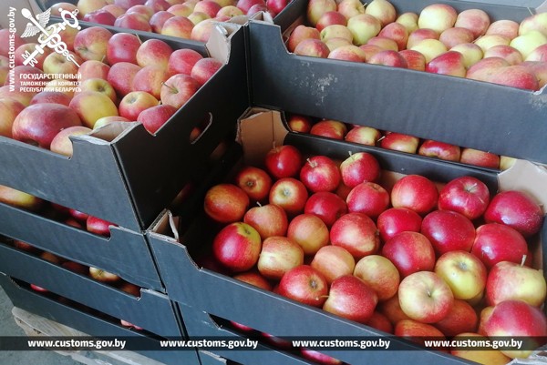 Таможенники пресекли два факта незаконного перемещения в общей сложности 20 тонн яблок и груш при проведении специальных мероприятий на белорусско-российском участке границы