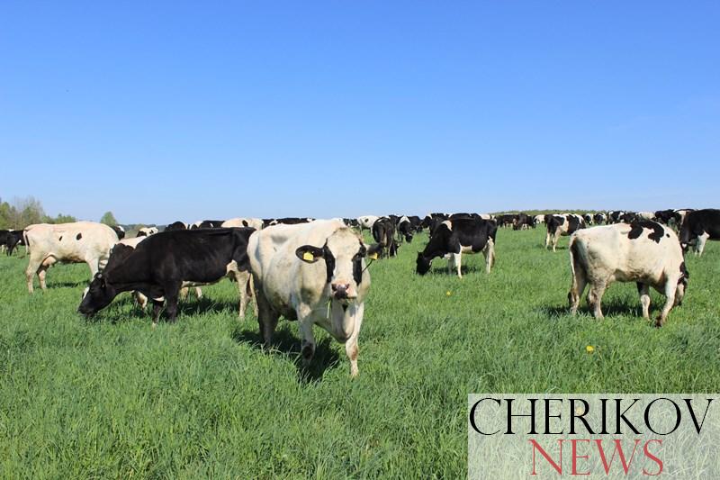 В Чериковском районе прошел День животновода