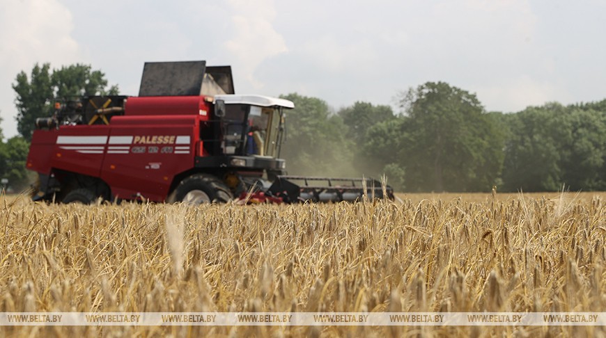 В Беларуси началась уборка озимых зерновых