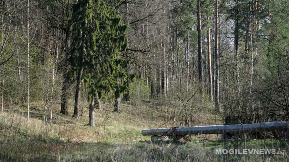 Ограничение на посещение лесов действует в 5 районах Могилевщины