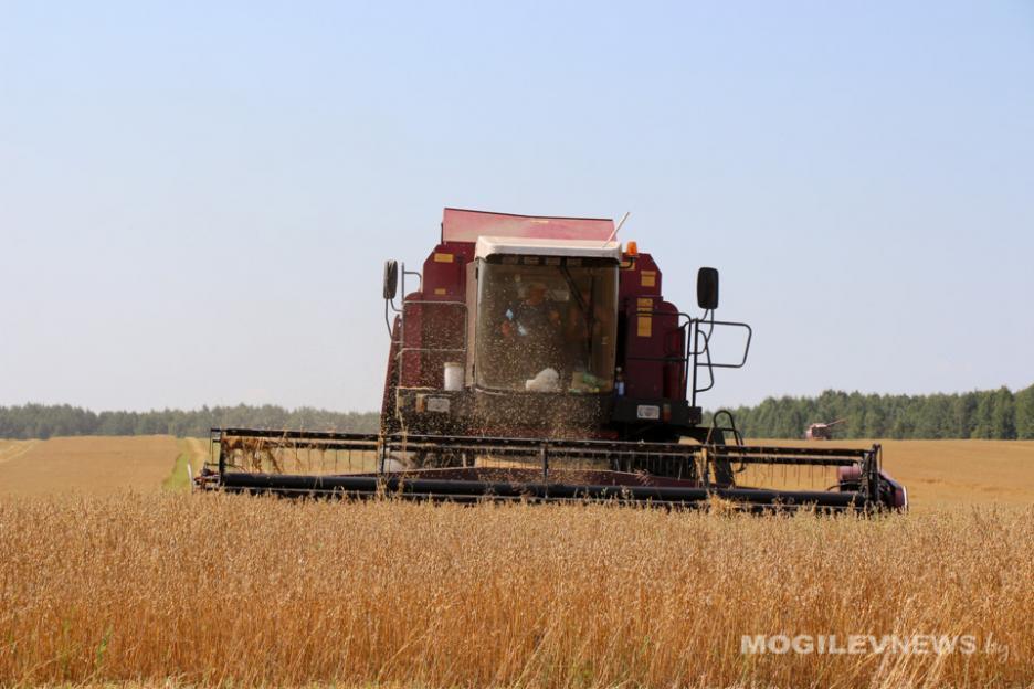 Более 550 тыс. тонн зерна намолотили хлеборобы Беларуси